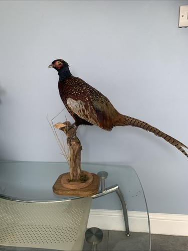Common pheasant taxidermy - pheasant,