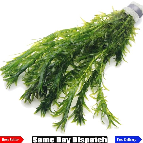 Elodea densa live - elodea,