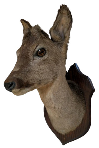 Vintage roe deer - roe,