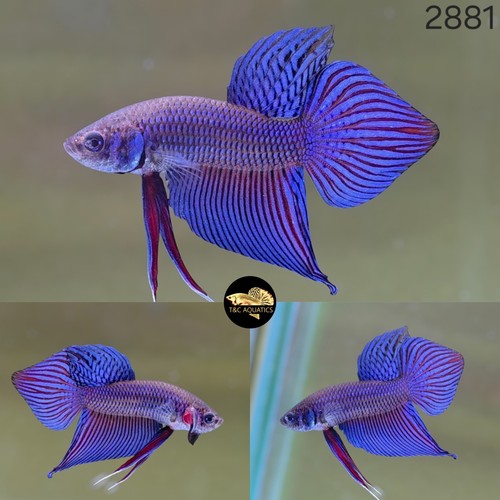 Live betta fish blue - live,