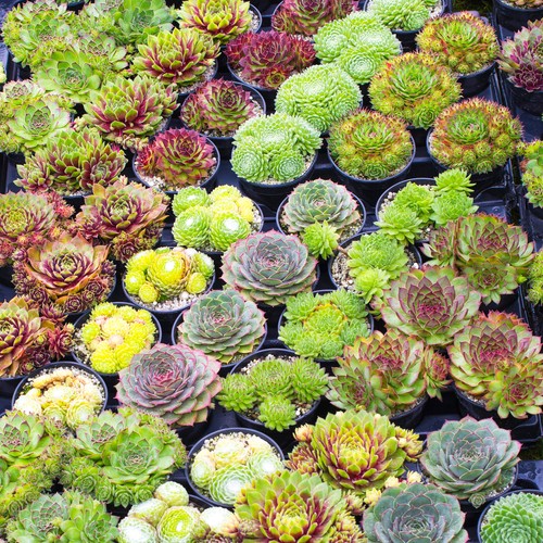 Sempervivum mix plants - mix,
