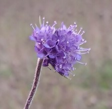1g Devil's Bit Scabius (600 seeds).  Hand harvested on Hogchester nature reserve