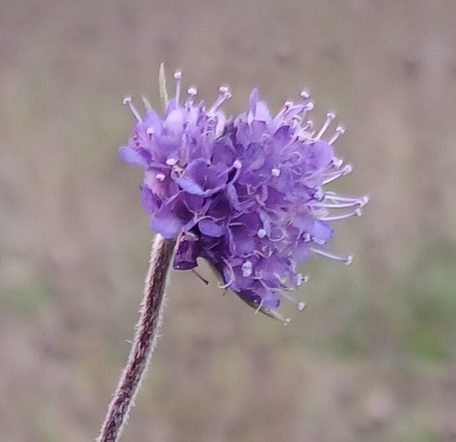 Devil bit scabius 600 - bit, (600