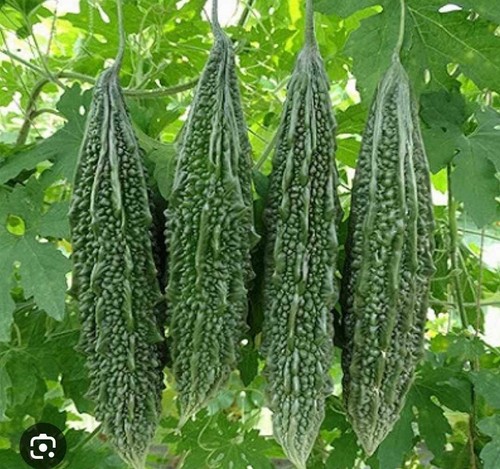 Fresh bitter gourd - 6, (karela)