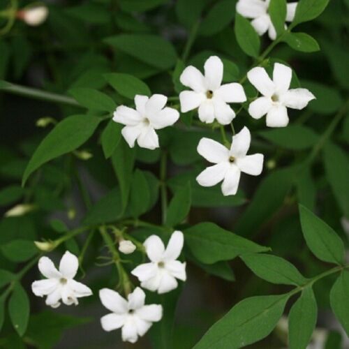 White jasmine officinale 2 - officinale,