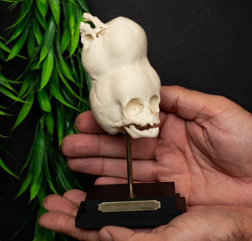 Two headed skull replica - two,