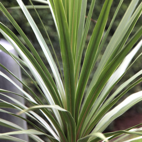 Cordyline australis atlantic - cordyline, 'atlantic