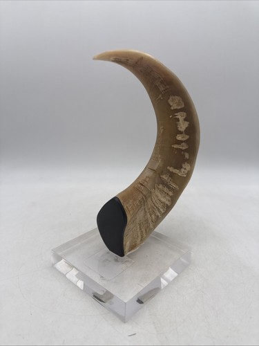 India ram horn mounted - india,