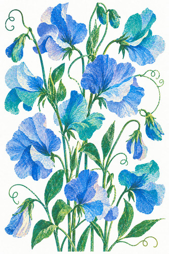 Sweet pea risograph print - sweet,