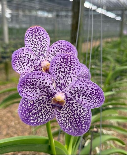 Rare vanda memoria - vanda,