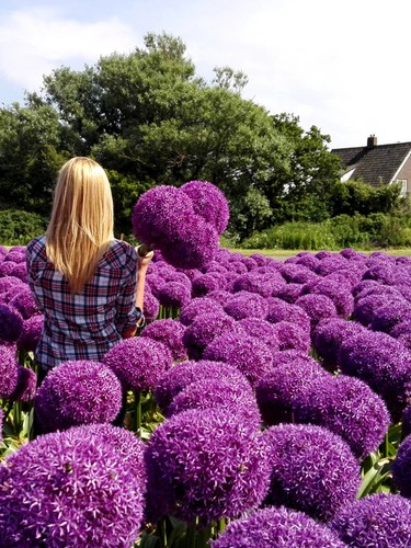 Giant allium globemaster - giant,