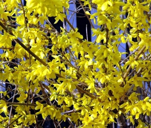 Tall forsythia bright - cm,