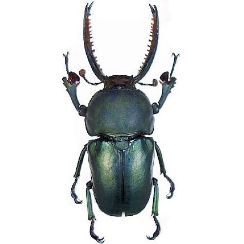 Lamprima adolphinae blue - lamprima, form