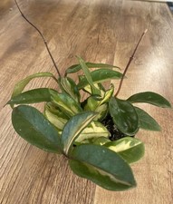 Hoya Carnosa Tricolor | Wax Plant Fragrant Flowers. 9cm Pot | Trailing | House