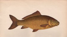 CARP. Cyprinus Carpio. COUCH