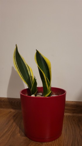 Golden flames sansevieria - flames,