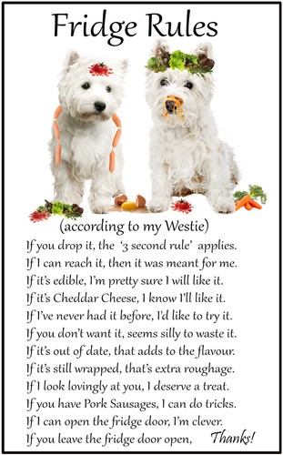 West highland terrier - terrier, fridge