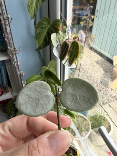 Hoya mathilde grey - hoya, fresh