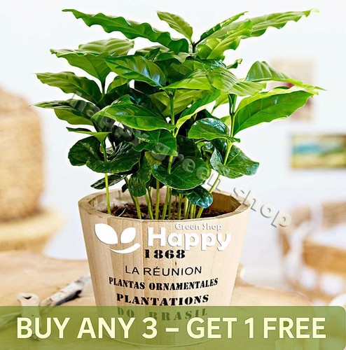 Coffee plant seeds - plant,