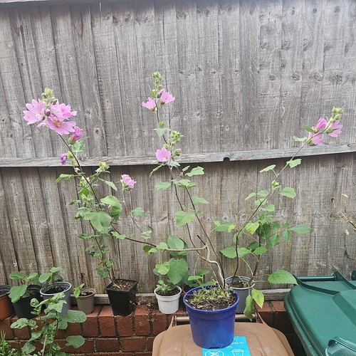 Lavatera rosea litre pot - rosea,