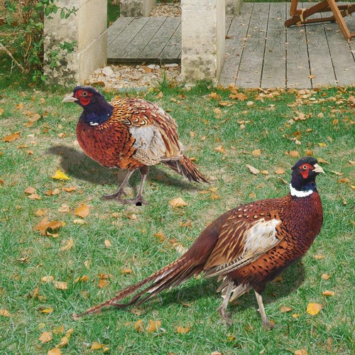Acrylic garden stake pheasant - acrylic,