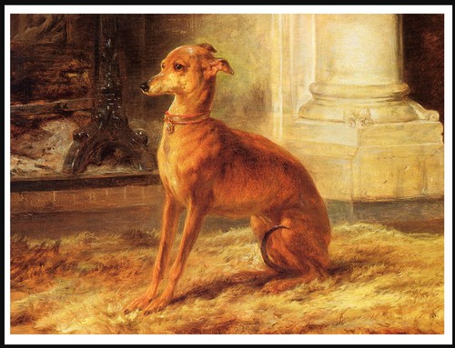 Italian greyhound lovely dog - greyhound,