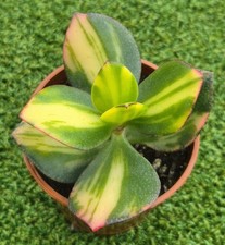 Crassula ovata ‘Solana' - Very Rare!