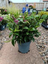 2L Pink Flowering Hebe Shrub | 2 L Pot | Evergreen Shrub | Pollinator Friendly