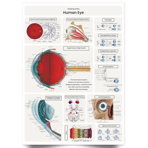 Eye anatomy poster - poster, medical