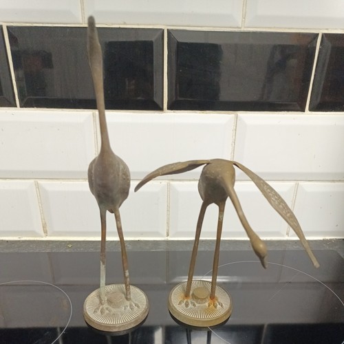 Stork egret heron - stork, bird
