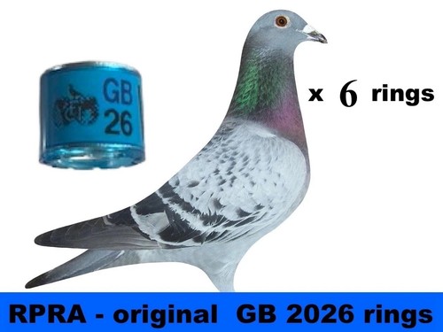 Rpra racing pigeons rings - pigeons, gb