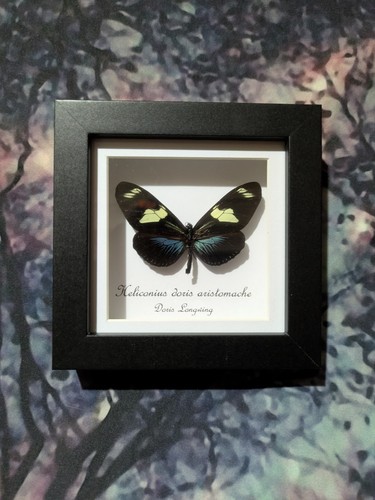 Doris longwing heliconius - doris, (heliconius