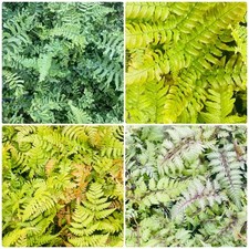 4 x Fern Plant Mix in 9cm Pots
