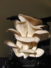 Mushroom Spawn / Seed  -