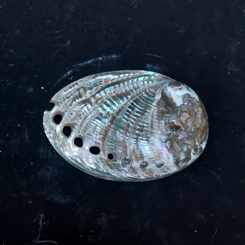 Polished blue abalone - x,
