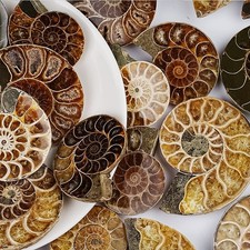 Natural Ammonite Fossil Slice
