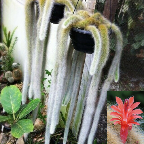 Monkey tail cactus - tail,
