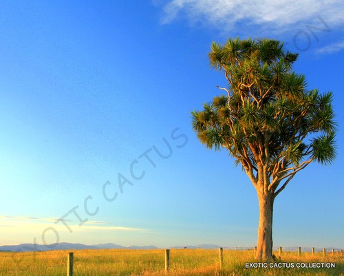 Exotic cordyline australis - exotic,