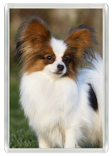 Papillon dog fridge magnet - papillon,