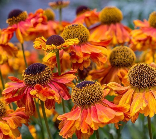 Helenium autumnale red - red, &