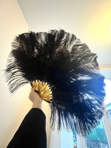 Large black ostrich - ostrich, feather