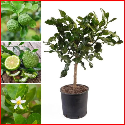 Citrus kaffir lime 90cm - citrus, 70-90cm