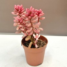 Sedum rubrotinctum