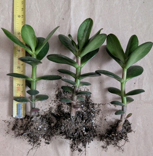 Mix jade plant money - 3, plant,