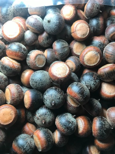 Lbs pin oak acorns - 3, lbs.