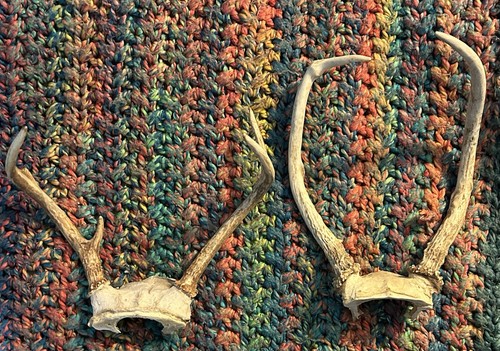 Deer racks whitetail - (2)-,