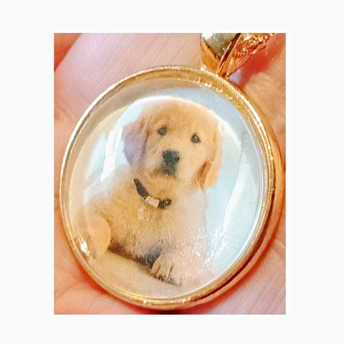 Golden retriever labrador - golden, /