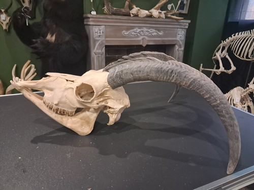 Goat skull with - with, /