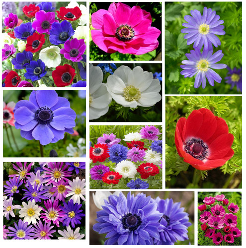 Anemone bulbs collection - anemone,