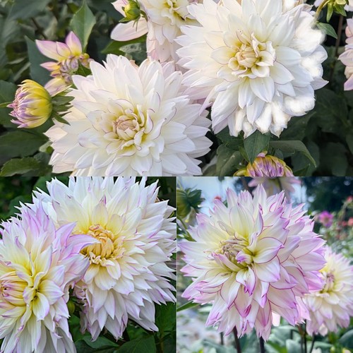 Decorative dahlia crazy love - dahlia,